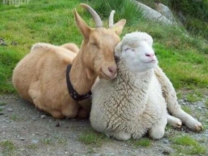 goat-and-sheep